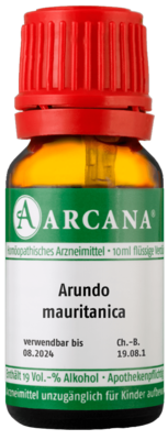 ARUNDO mauritanica LM 6 Dilution