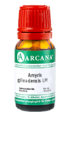 AMYRIS gileadensis LM 20 Dilution